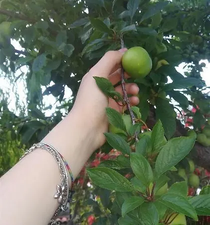 Lejlighed Appartamenti Maggiano Peschici